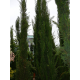 КАТ.№ 100439 Cupressus sempervirens Totem 150/175