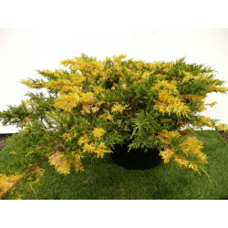 КАТ.№ 100597 Juniperus chin. 'Expansa Variegata' 15/20