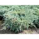 КАТ.№ 100640 Juniperus sq. 'Blue Carpet' 40/50