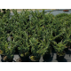 КАТ.№ 100649 Juniperus sq. 'Meyeri' 60/80