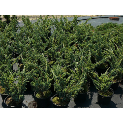  Juniperus sq. 'Meyeri' 60/80