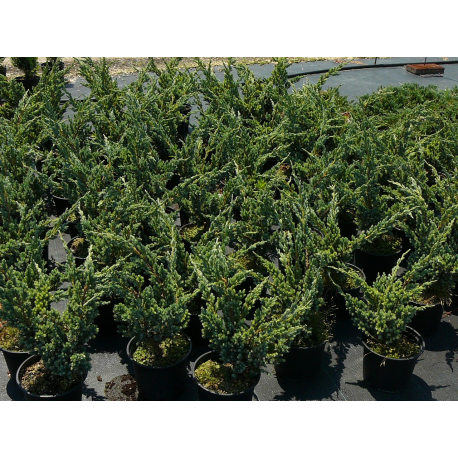 КАТ.№ 100649 Juniperus sq. 'Meyeri' 60/80