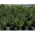  Juniperus sq. 'Meyeri' 60/80