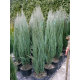 КАТ.№ 100656 Juniperus virg. 'Blue Arrow' 60/80