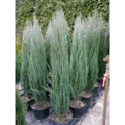 Juniperus virg. 'Blue Arrow' 60/80