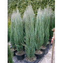 Juniperus virg. 'Blue Arrow' Юниперус