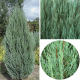 КАТ.№ 100656 Juniperus virg. 'Blue Arrow' 60/80