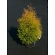 КАТ.№ 101117 Thuja occ. 'Rheingold' 20/30