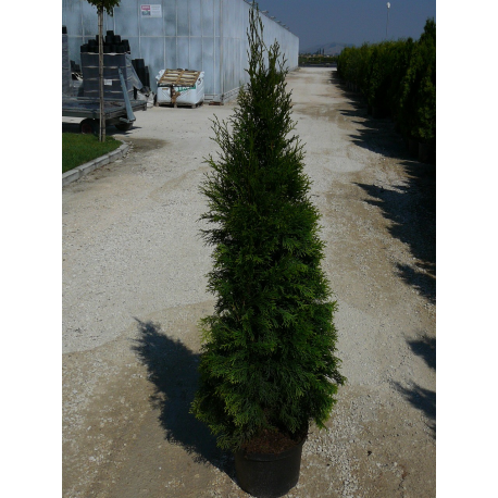 КАТ.№ 101119 Thuja occ. 'Smaragd' 100/120