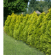 КАТ.№ 101145 Thuja occ. 'Yellow Ribbon' 60/80