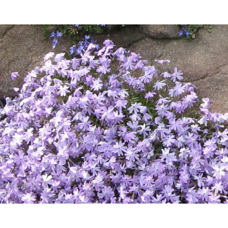 КАТ.№ 100812 Phlox sub. 'Benita' 20/30