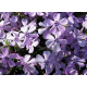 КАТ.№ 100812 Phlox sub. 'Benita' 20/30