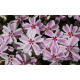 КАТ.№ 100813 Phlox sub. 'Candy Stripes' 20/30