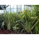 КАТ.№ 100819 Phormium tenax 'Variegatum'