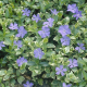 КАТ.№ 101196 Vinca major 'Variegata' 20/30