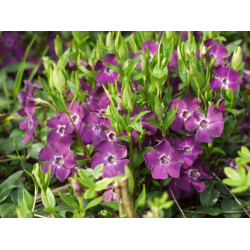 Vinca minor 'Atropurpurea' Винка