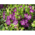 Vinca minor 'Atropurpurea' Винка