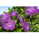 КАТ.№ 101199 Vinca minor 'Atropurpurea' 15/20