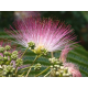 КАТ.№ 100178 Albizia ulibrissin 80/100