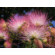 КАТ.№ 100178 Albizia ulibrissin 80/100