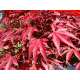 КАТ.№ 100147 Acer palm. 'Atropurpureum' 40/60