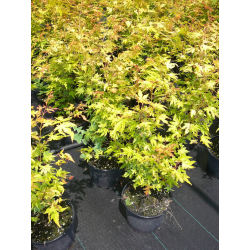 КАТ.№ 100155 Acer palm. 'Orange Dream' 40/60