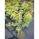 КАТ.№ 100160 Acer palmatum 'Katsura' 100/120