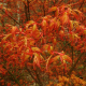 КАТ.№ 100160 Acer palmatum 'Katsura' 100/120