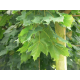 КАТ.№ 100166 Acer plat. 'Cleveland' 12/14