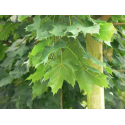 КАТ.№ 100166 Acer plat. 'Cleveland' 12/14