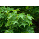 КАТ.№ 100166 Acer plat. 'Cleveland' 12/14