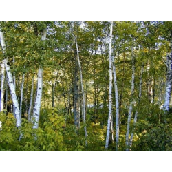 КАТ.№ 100180 Betula alba Multistem 200/250