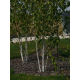 КАТ.№ 100180 Betula alba Multistem 200/250