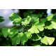 КАТ.№ 100530 Ginkgo biloba 80/100