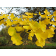 КАТ.№ 100530 Ginkgo biloba 80/100