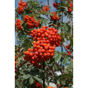  Sorbus auc. 'Rossica Major' Калина 