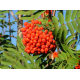 КАТ.№ 101022 Sorbus auc. 'Rossica Major' 10/12