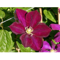 КАТ.№ 101282 Clematis Monte Cassiono "Монте Касино"