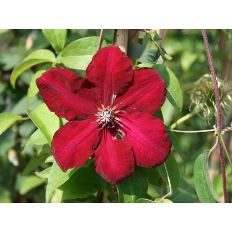 Clematis Solidarność "Солидарност"