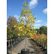 КАТ.№ 100704Liriodendron tulipifera 'Aureomarginataum' 200/250 