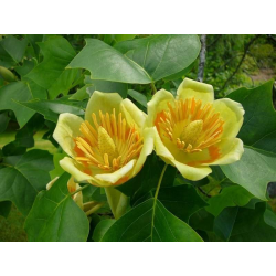 КАТ.№ 100704Liriodendron tulipifera 'Aureomarginataum' 200/250 