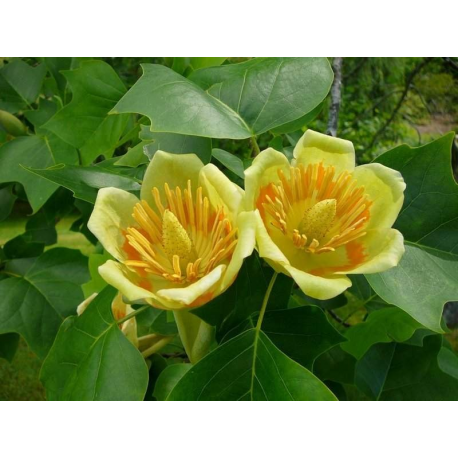 КАТ.№ 100704Liriodendron tulipifera 'Aureomarginataum' 200/250 