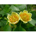  Liriodendron tulipifera 170/200