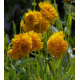  КАТ.№ 101304 Coreopsis grandiflora Sunray