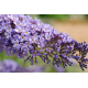 КАТ.№ 100039 Buddleja dav. 'Nanho Blue'летен люляк