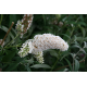 КАТ.№ 100046 Buddleja 'White Profusion' 40/60 будлея