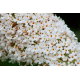 КАТ.№ 100046 Buddleja 'White Profusion' 40/60 будлея