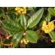 КАТ.№ 101290 Berberis julianae 30/40 