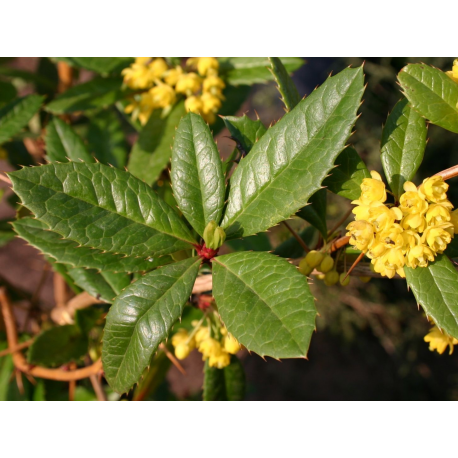 КАТ.№ 101290 Berberis julianae 30/40 