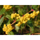 КАТ.№ 101290 Berberis julianae 30/40 